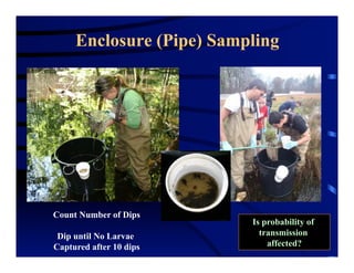 Enclosure (Pipe) Sampling
Count Number of Dips
Dip until No Larvae
Captured after 10 dips
Is probability of
transmission
affected?
 