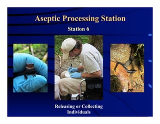 Aseptic Processing Station
Station 6
Releasing or Collecting
Individuals
 
