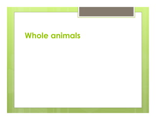 Whole animals
 