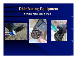 Disinfecting Equipment
Scrape Mud and Scrub
 