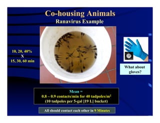 Co-housing Animals
Mean =
0.8 – 0.9 contacts/min for 40 tadpoles/m2
(10 tadpoles per 5-gal [19 L] bucket)
All should contact each other in 9 Minutes
10, 20, 40%
X
15, 30, 60 min
What about
gloves?
Ranavirus Example
 