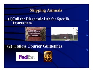 Shipping Animals
(1) Call the Diagnostic Lab for Specific
Instructions
(2) Follow Courier Guidelines
 