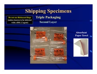 Shipping Specimens
Triple Packaging
Second Layer
Do not use Biohazard Bags
(unless known to be infected
with a BSL-2 agent)
Absorbent
Paper Towel
 
