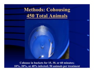 Methods: Cohousing
450 Total Animals
Cohouse in buckets for 15, 30, or 60 minutes;
10%, 20%, or 40% infected; 50 animals per treatment
 