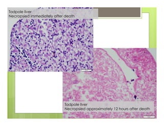 Tadpole liver
Necropsied approximately 12 hours after death
Tadpole liver
Necropsied immediately after death
 