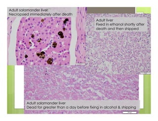 Adult salamander liver
Dead for greater than a day before fixing in alcohol & shipping
Adult salamander liver
Necropsied immediately after death
Adult liver
Fixed in ethanol shortly after
death and then shipped
 