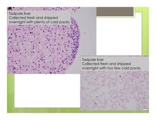 Tadpole liver
Collected fresh and shipped
overnight with plenty of cold packs
Tadpole liver
Collected fresh and shipped
overnight with too few cold packs
 