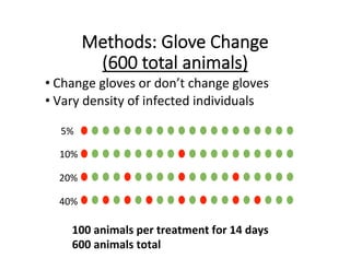 Methods:  Glove  Change    
(600  total  animals)
• Change	
  gloves	
  or	
  don’t	
  change	
  gloves	
  
• Vary	
  density	
  of	
  infected	
  individuals	
  
5%	
  
40%	
  
10%	
  
20%	
  
100	
  animals	
  per	
  treatment	
  for	
  14	
  days	
  
600	
  animals	
  total	
  
 