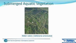 Submerged Aquatic Vegetation
Water celery (Vallisneria americana)
 
