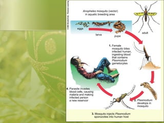 3.  Mosquito injects  Plasmodium sporozoites into human host 2.  Plasmodium develops in mosquito 1.  Female mosquito bites infected human, ingesting blood that contains Plasmodium gametocytes 4.  Parasite invades blood cells, causing malaria and making infected person a new reservoir  Anopheles  mosquito (vector) in aquatic breeding area  eggs larva pupa adult 