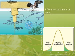 Effects can be chronic or acute.   DDT in fish-eating birds (ospreys) 25 ppm DDT in large fish (needle fish) 2 ppm DDT in small fish (minnows) 0.5 ppm DDT in zooplankton 0.04 ppm DDT in water 0.000003 ppm, Or 3 ppm Very Sensitive Majority of population Very Sensitive 0 20 40 60 80 Dose (hypothetical units) Number of individuals affected 