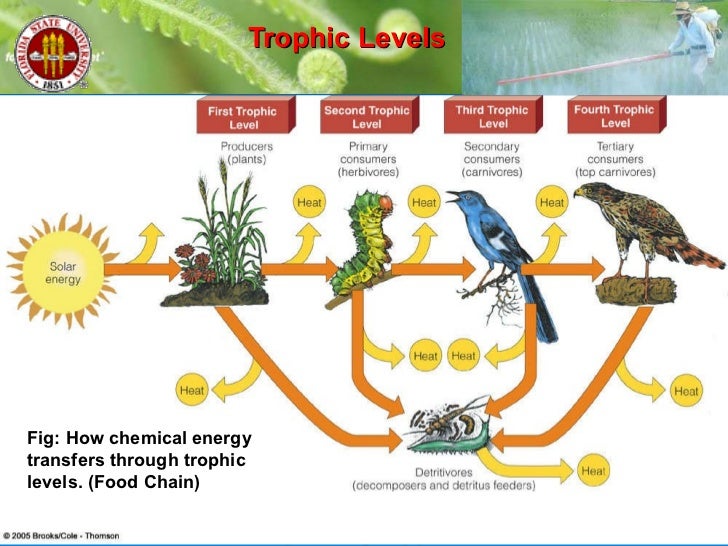 ecosystems how do they work how a food web works