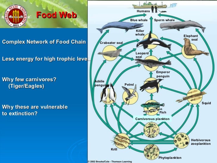 ecosystems how do they work how the food chain works