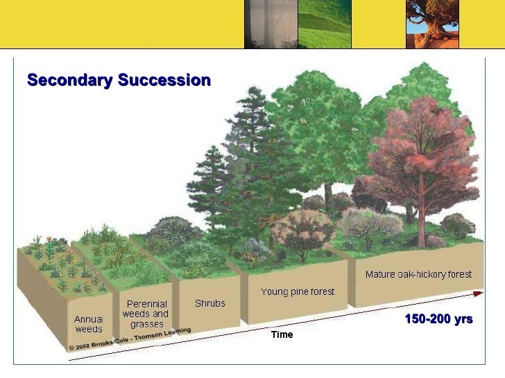 Horizontal Structure Of British Woodland – RYAUUC