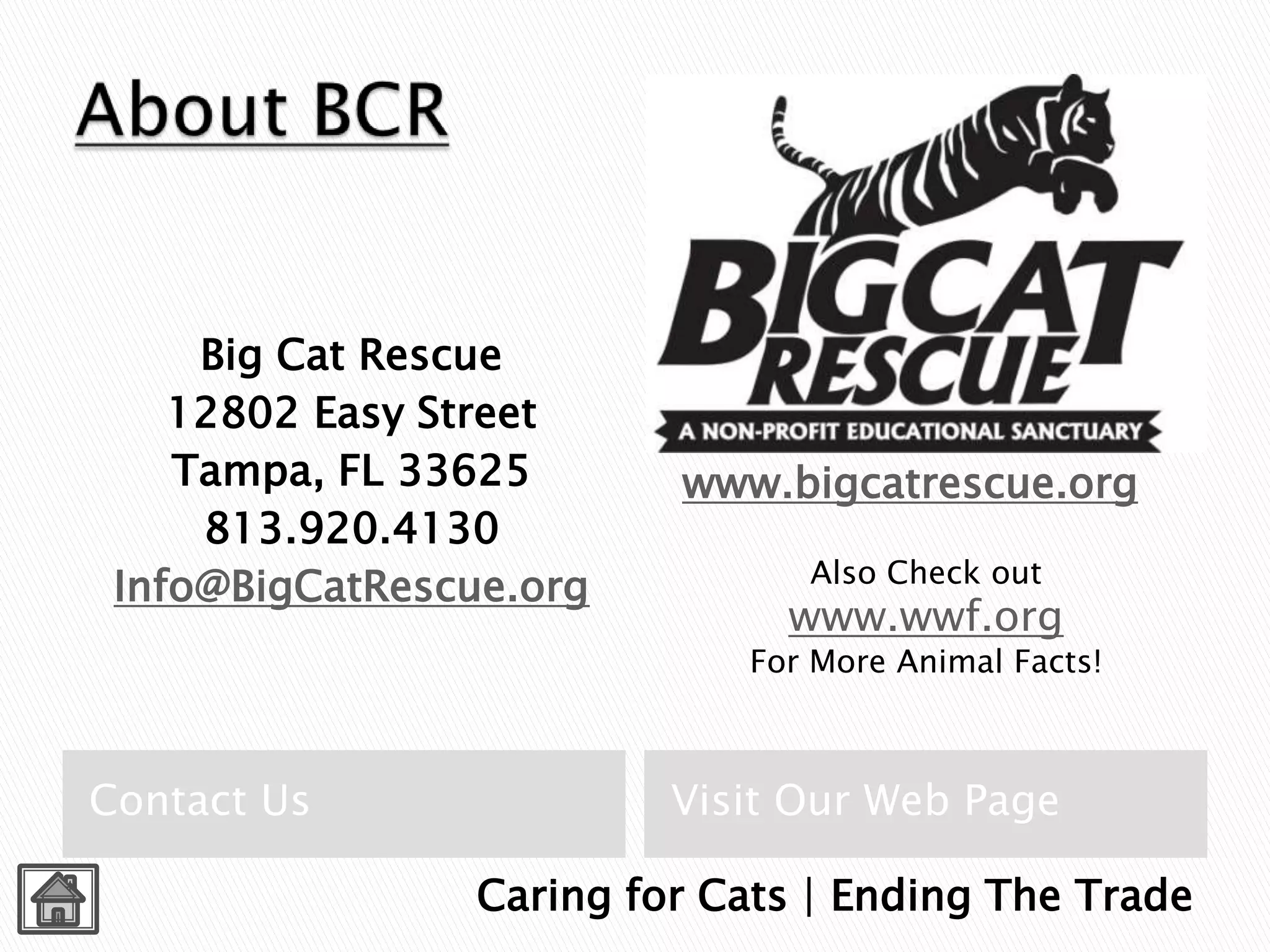 Big Cat Rescue Info Kiosk PPTX Cats Pets