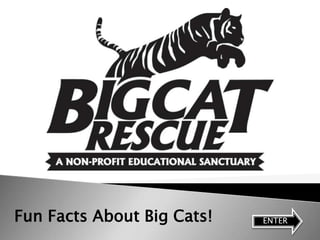 Fun Facts About Big Cats!   ENTER
 