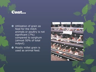 Millet | PPTX