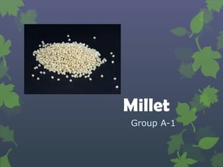 Millet
 Group A-1
 