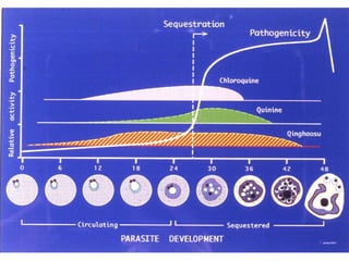 Points principaux de la mise en place d’un programme de lutte contre le pa…