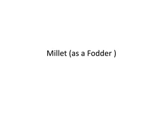 Millet (as a Fodder )
 