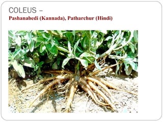 COLEUS –
Pashanabedi (Kannada), Patharchur (Hindi)
 