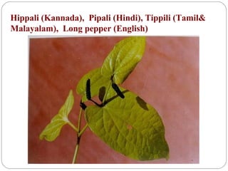 Hippali (Kannada), Pipali (Hindi), Tippili (Tamil&
Malayalam), Long pepper (English)
 