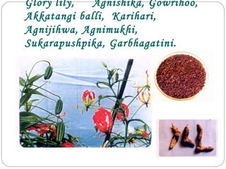 Glory lily, Agnishika, Gowrihoo,
Akkatangi balli, Karihari,
Agnijihwa, Agnimukhi,
Sukarapushpika, Garbhagatini.
 