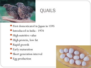 QUAILS
First domesticated in Japan in 1595
Introduced in India - 1974
High nutritive value
High protein, low fat
Rapid growth
Early maturation
Short generation interval
Egg production
 