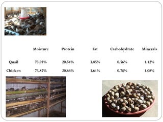 Moisture Protein Fat Carbohydrate Minerals
Quail 73.93% 20.54% 3.85% 0.56% 1.12%
Chicken 73.87% 20.66% 3.61% 0.78% 1.08%
 