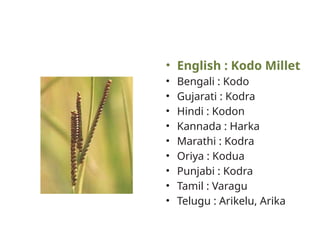 Millets types and their scientific names | PPTX