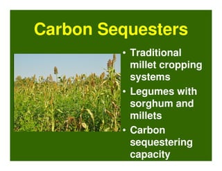 Carbon Sequesters
         • Traditional
           millet cropping
           systems
         • Legumes with
           sorghum and
           millets
         • Carbon
           sequestering
           capacity
 