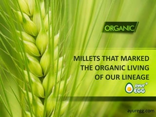 MILLETS THAT MARKED
THE ORGANIC LIVING
OF OUR LINEAGE
ayuregg.com
 