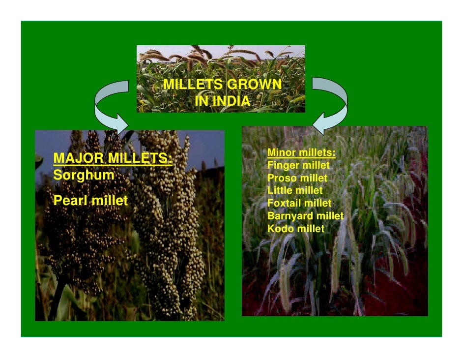 research project on millets