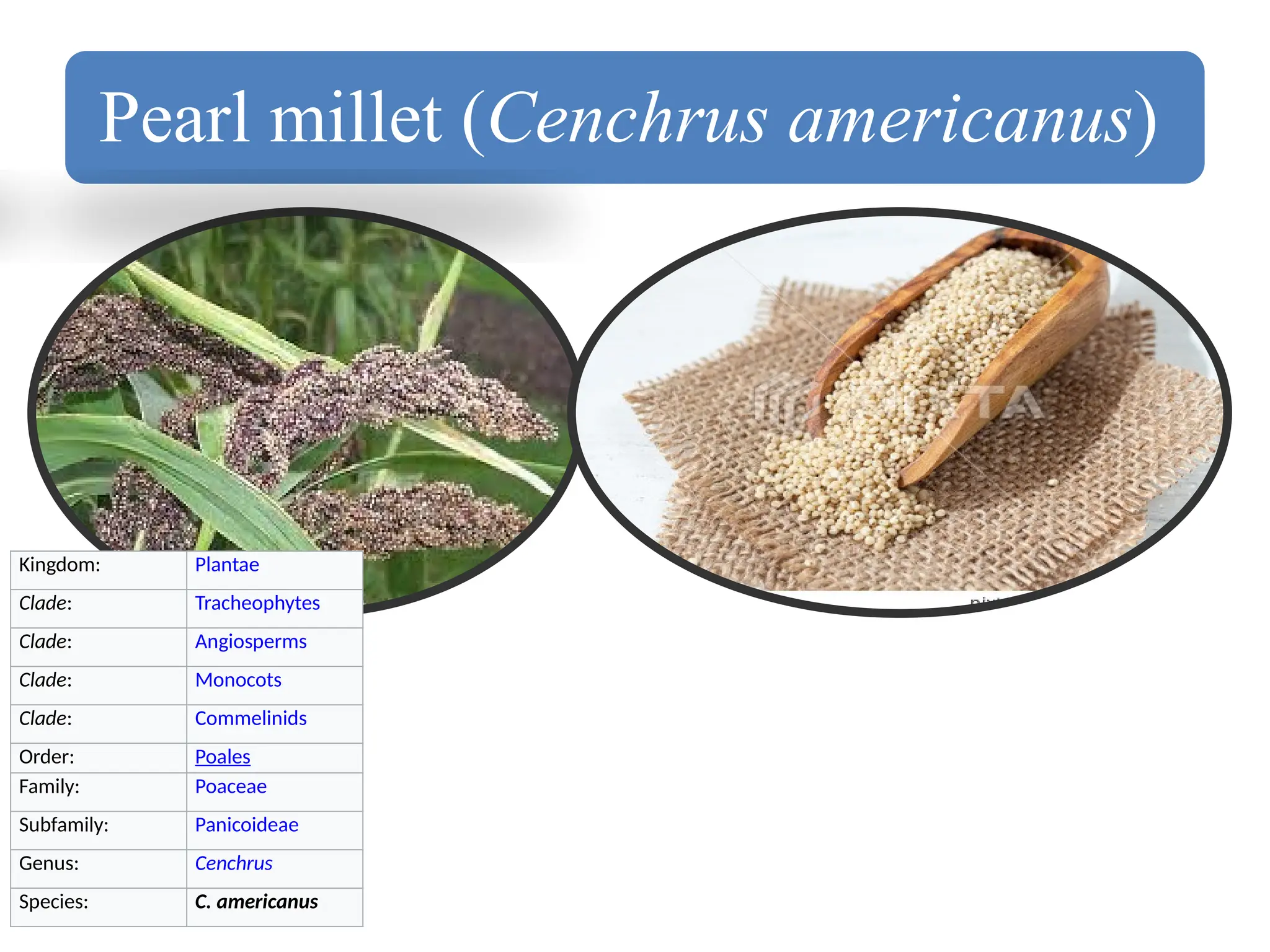 Millets - A super food or Diet Fad Tawheed Parvaiz Bhat | PPTX
