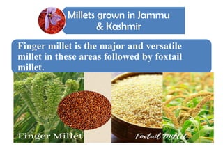 Millets - A super food or Diet Fad Tawheed Parvaiz Bhat | PPTX