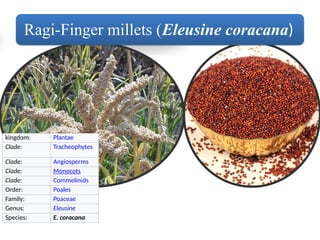 Millets - A super food or Diet Fad Tawheed Parvaiz Bhat | PPTX