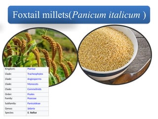 Millets - A super food or Diet Fad Tawheed Parvaiz Bhat | PPTX