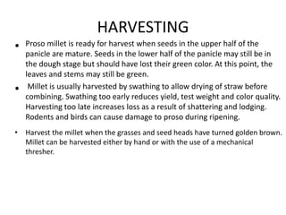 Millets | PPTX
