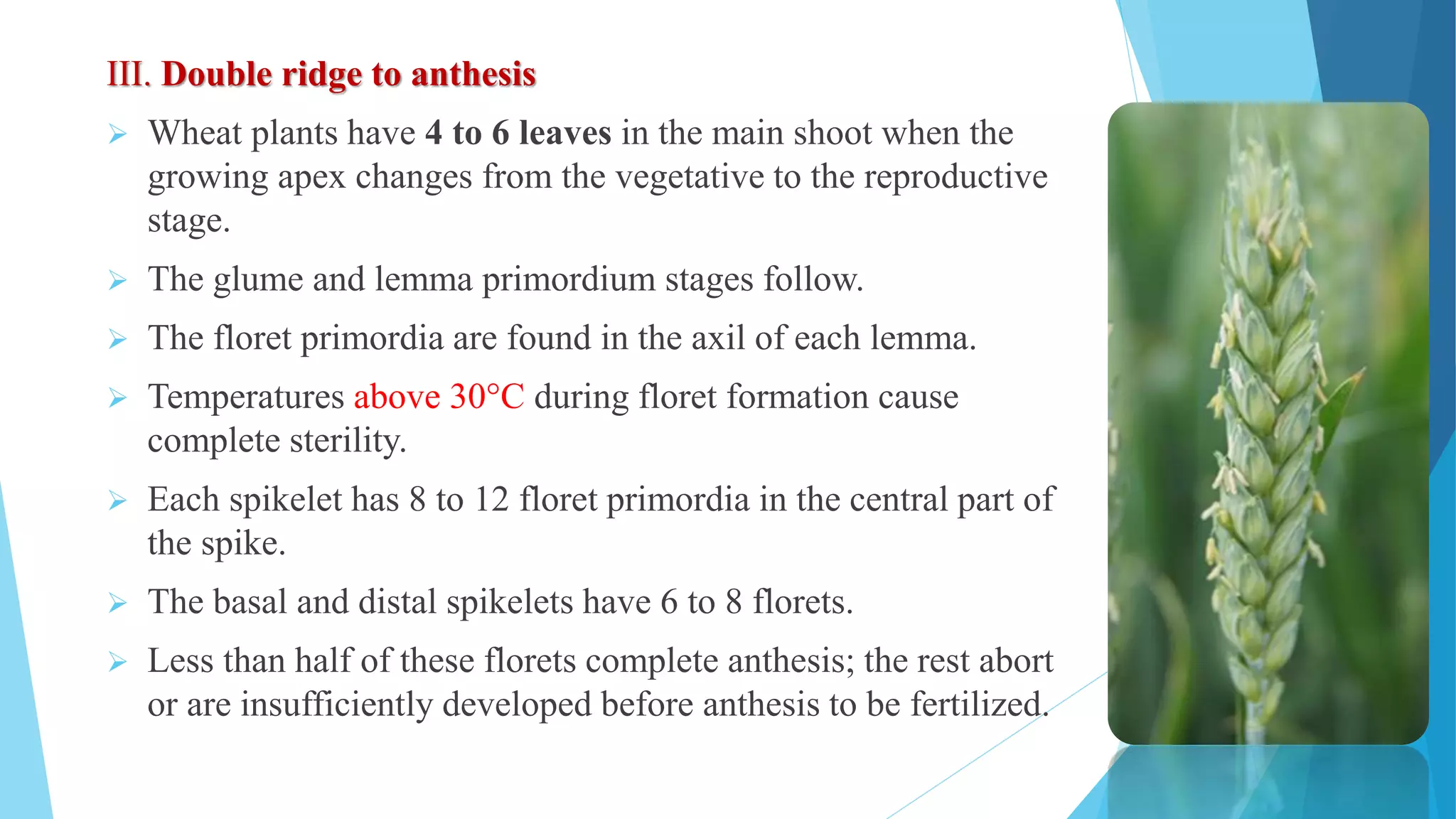growth stages of wheat | PPTX