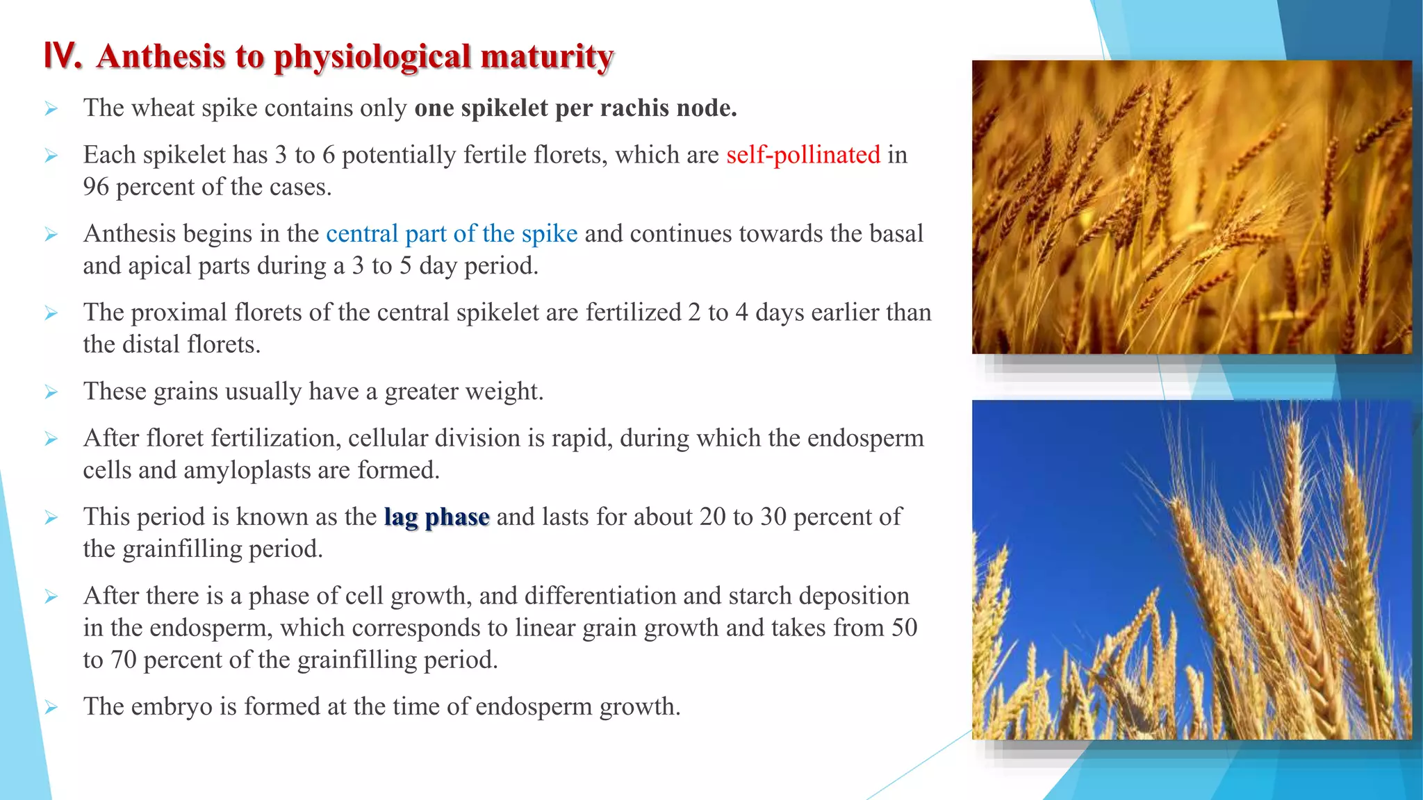 growth stages of wheat | PPTX