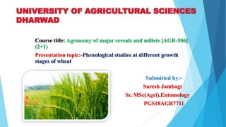UNIVERSITY OF AGRICULTURAL SCIENCES
DHARWAD
Course title: Agronomy of major cereals and millets [AGR-506]
(2+1)
Presentation topic:-Phenological studies at different growth
stages of wheat
Submitted by:-
Suresh Jambagi
Sr. MSc(Agri),Entomology
PGS18AGR7711
 