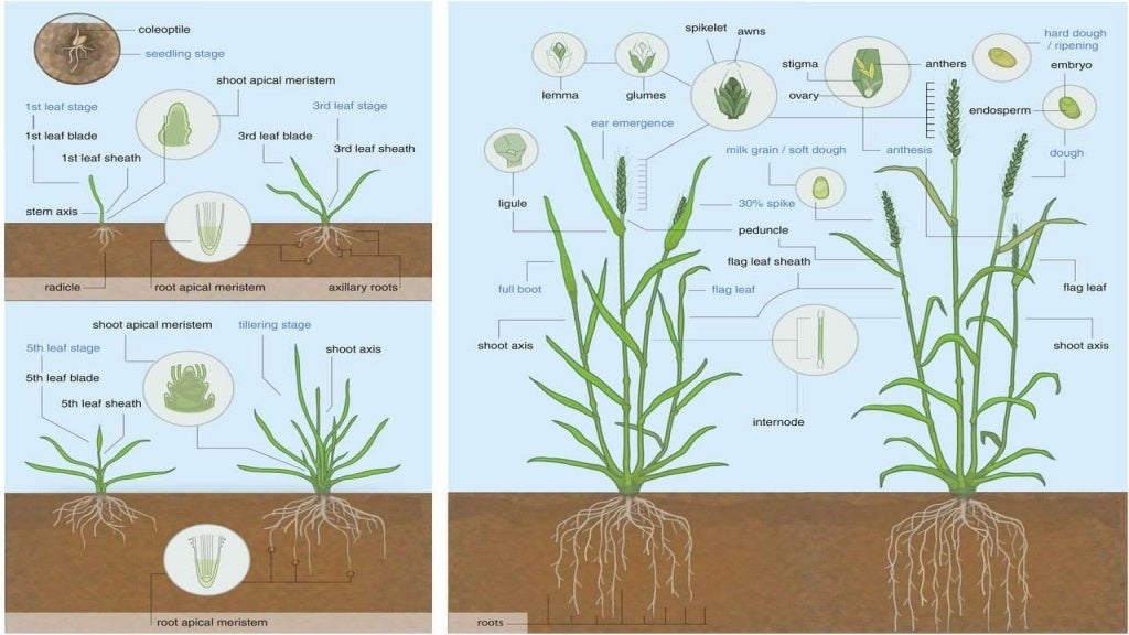 growth stages of wheat