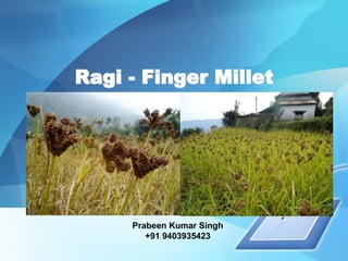 Ragi - Finger Millet
Prabeen Kumar Singh
+91 9403935423
 