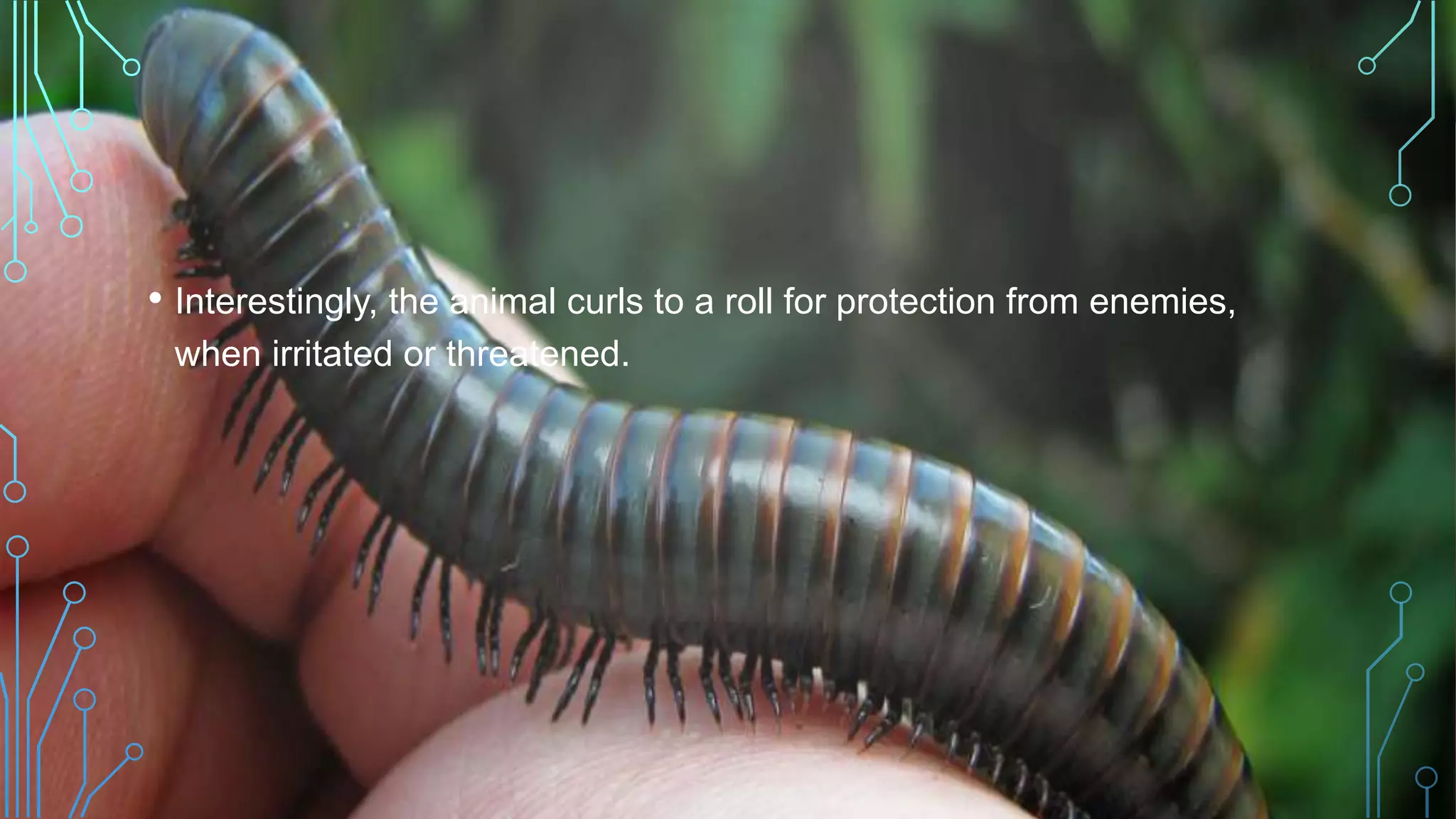 • Interestingly, the animal curls to a roll for protection from enemies,
when irritated or threatened.
 