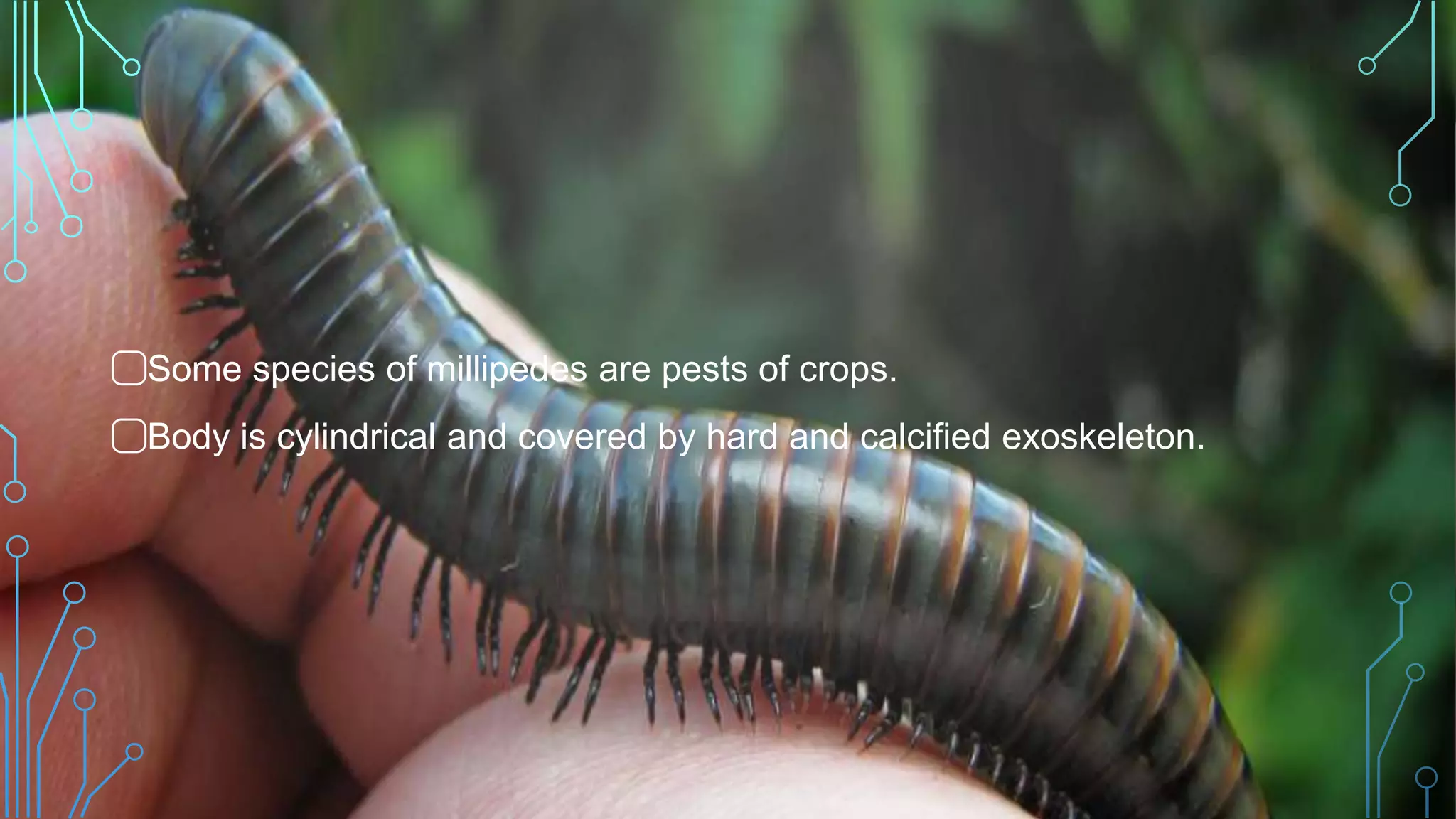 ⃣Some species of millipedes are pests of crops.
⃣Body is cylindrical and covered by hard and calcified exoskeleton.
 