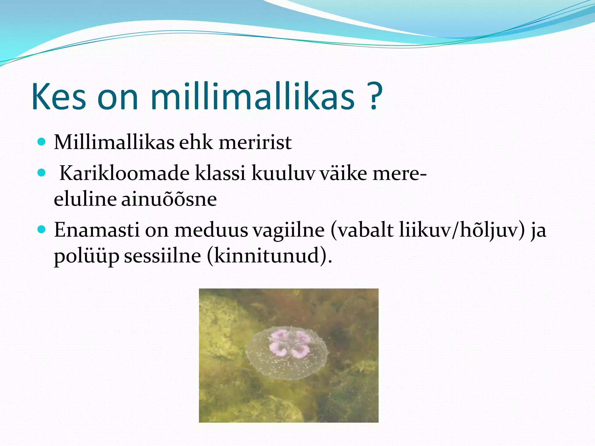 Kes on millimallikas ?
 Millimallikas ehk meririst
 Karikloomade klassi kuuluv väike mere-

eluline ainuõõsne
 Enamasti on meduus vagiilne (vabalt liikuv/hõljuv) ja
polüüp sessiilne (kinnitunud).

 