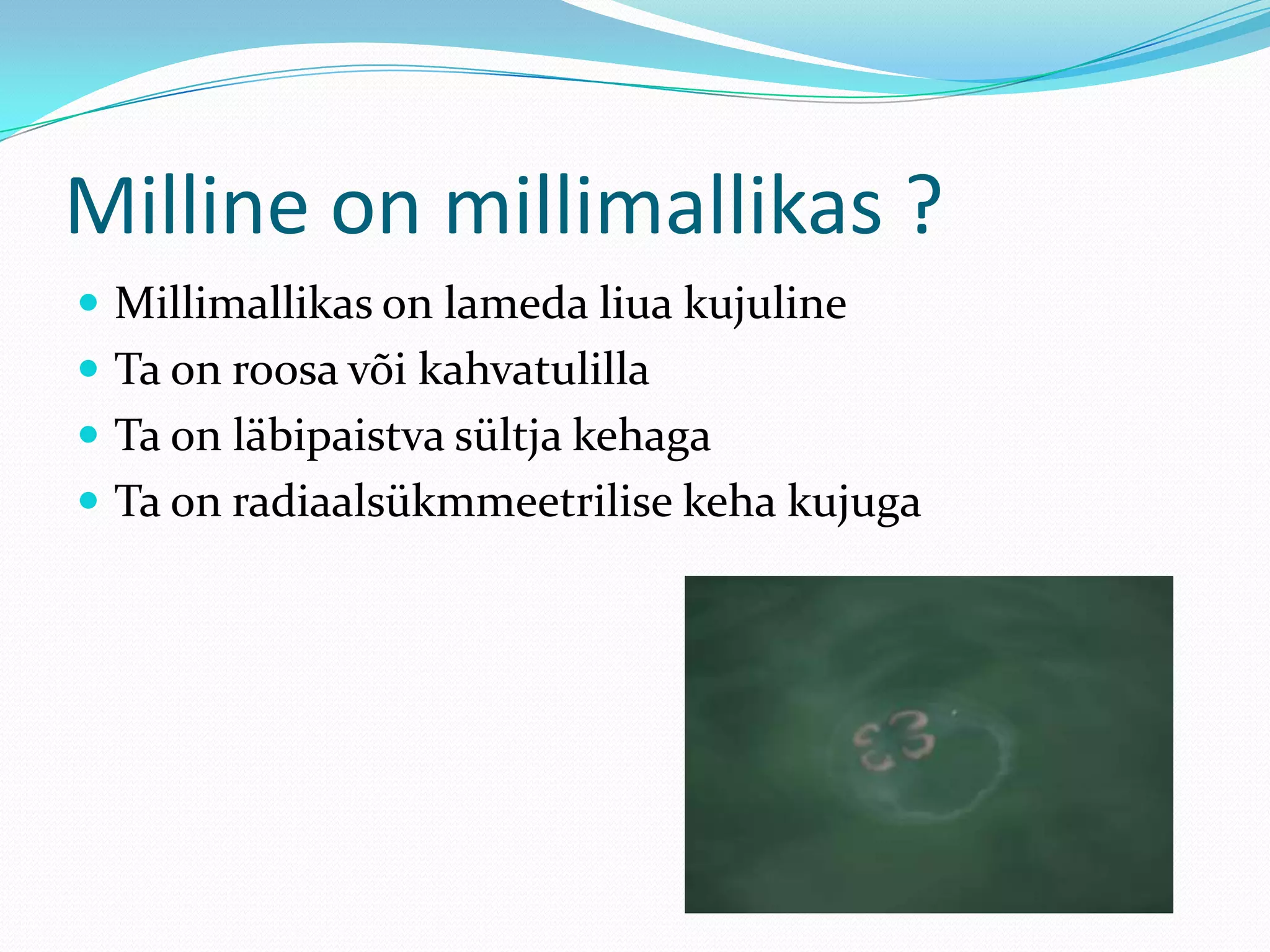 Milline on millimallikas ?
 Millimallikas on lameda liua kujuline
 Ta on roosa või kahvatulilla
 Ta on läbipaistva sültja kehaga
 Ta on radiaalsükmmeetrilise keha kujuga

 