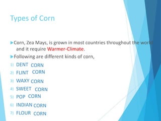 Milling of corn.ppt