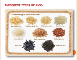 DIFFERENT TYPES OF RICE-
 