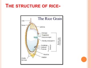 THE STRUCTURE OF RICE-
 